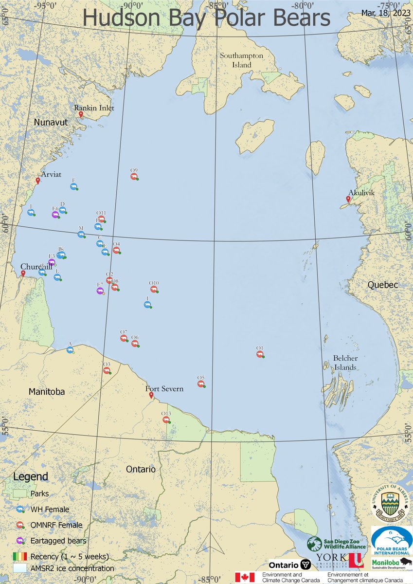 Hudson Bay polar bears sticking to the west this year. It's been a cold winter so the bears likely have good ice to hunt. Bear L is east of Cape Churchill &amp; should have her 2 cubs but it's dangerous. 1 new cub was killed by an adult male just as they got to the ice this spring.