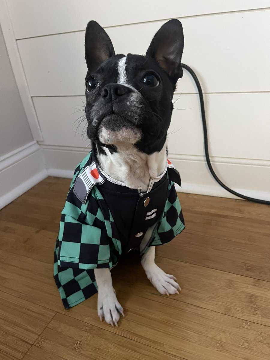 senornerdpod's tweet photo. Introducing Maki Boston! Our mascot of the Podcast.
#DemonSlayer #tanjiro #cosplaydog #DemonSlayerKimetsuNoYaiba #bostonterrier #nesuko #Zenitsu https://t.co/NWyP341WRw