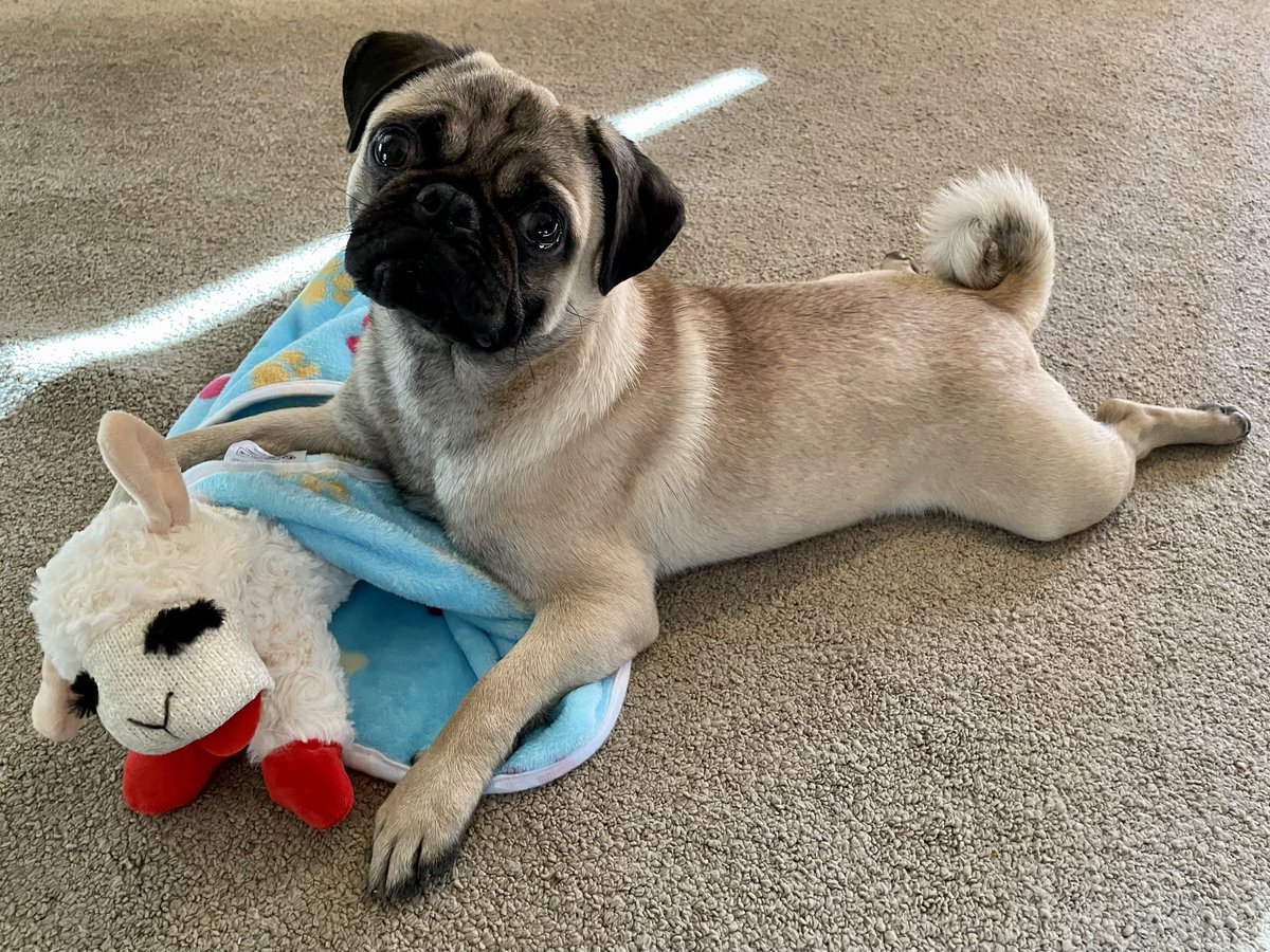 rebeccaschiller's tweet photo. Introducing my new best friend, Iggy Pug (named after Iggy Pop). I’ve wanted a pug for as long as I can remember, so this is pretty exciting. I’ve only had him for a day and I already love him so much. Thank you @MatchdogR for bringing this special little guy into my life! 💙 https://t.co/cWtjNGcX8Z