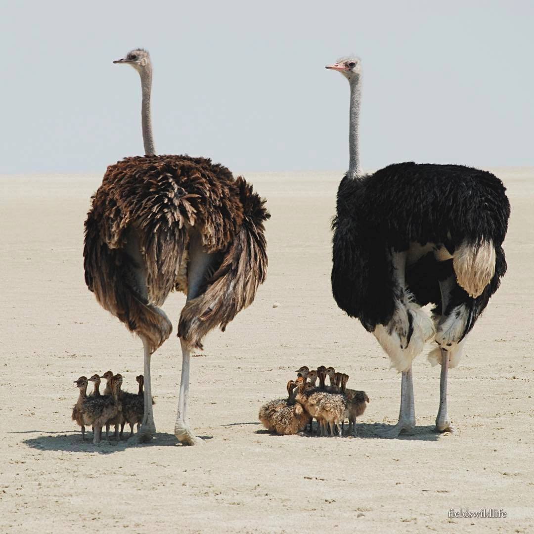These little ostriches seeking shade under mum and dad's wings.

⭕️ Follow @EpochInspired for more interesting content everyday!