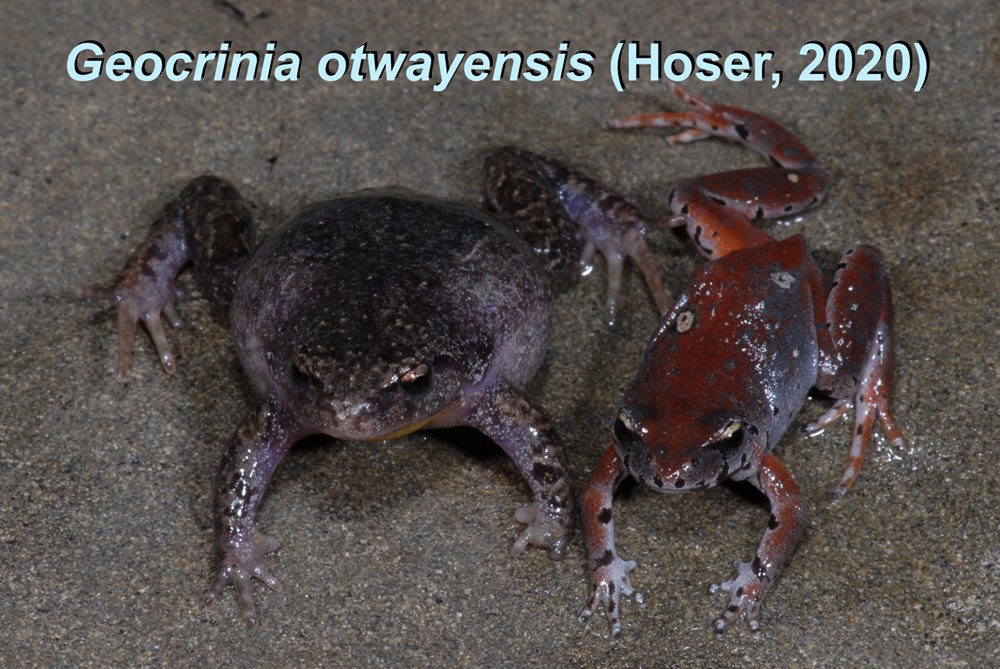 therealsnakeman's tweet photo. Sexy frogs #Geocriniaotwayensis Geocrinia otwayensis Hoser, 2020 - PS Anstisia is a junior synonym of Wellingtondella Hoser, 2020 as well. #Anstisia #Wellingtondella https://t.co/vHY9jtNjQ4