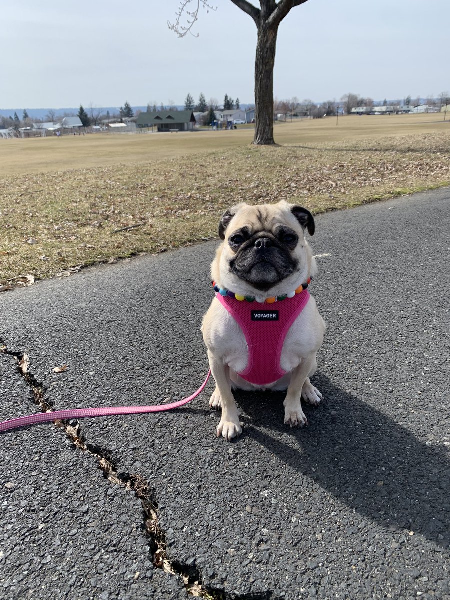 PetuniaMaePug's tweet photo. Happy Sunday pals! 🤗 Mum took me to da park again today! So nice and sunny ☀️. It was 50 F.. felt like spring. 🌸 #pugsoftwitter #dogsoftwitter #makingmemories #sundayfamilytime https://t.co/MRgqDqCQyg