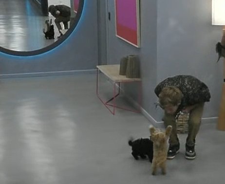 ElLauchaOkey's tweet photo. Mira como se le para en 2 patitas... Que Caramelo se lo quede Nacho por favor 😍😫 #GranHermano https://t.co/MMgiqnAFsp