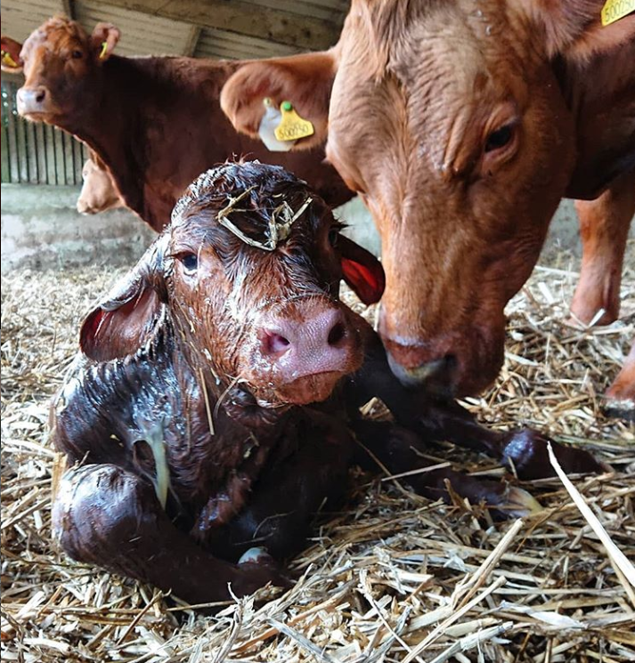 StabiliserBeef's tweet photo. Happy Mother's Day to the best mums out there 🖤
📸 Bredy Farm
#happymothersday #farming #livestock #theultimatesucklercow #maternalmatters https://t.co/W8f7E5lR1B