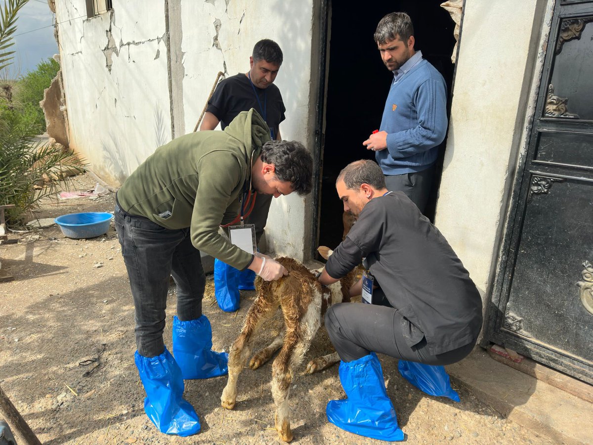 DEU_Veteriner's tweet photo. Adıyaman’da sorun bildirilen işletmelerde teşhis ve tedavi işlemleri yapıldı. Dokuz Eylül Üniversitesi ve Adıyaman İl Tarım ve Orman Müdürlüğü tarafından sağlanan ilaçlar işletmelere verildi.
@universitemDEU https://t.co/hNh3Uo0mxc