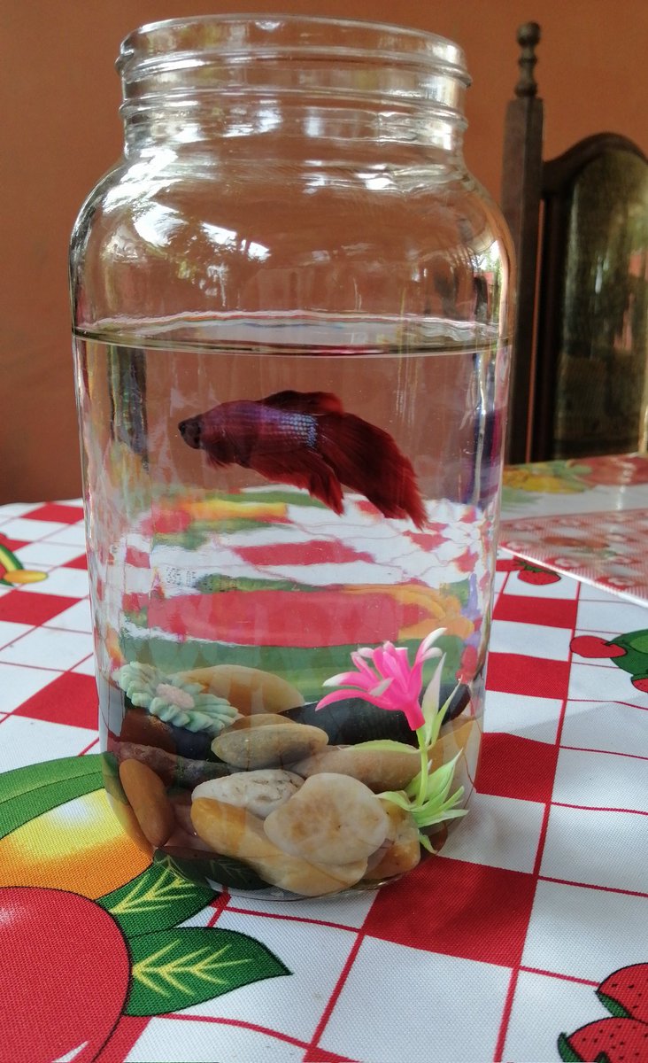 SaratYosly's tweet image. Mi pecera super original, le gane la idea a mega paca jajajajaj #blufish bien feliz