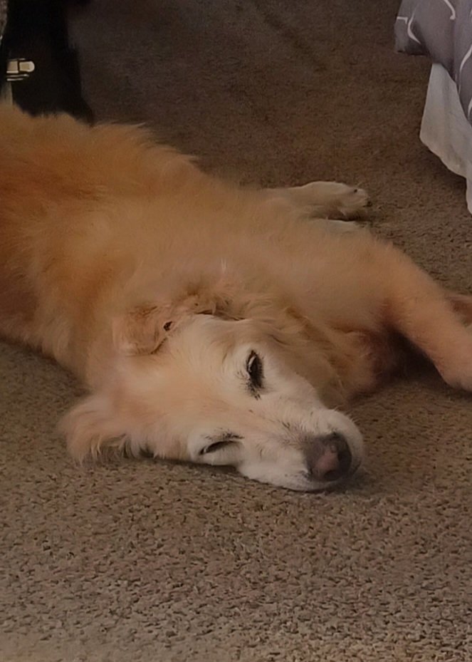 Happy Sunday frens! I'm feeling floppity today 😂

#BonusDay730