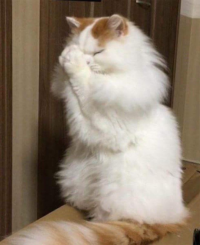 Dear Cat lords, 

Pleeeeease help us hit a 3 pointer this half
