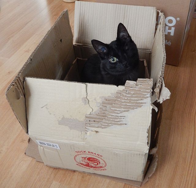 I am back fur one minnit too show yoo bad Sammy in this box fur #catboxsunday!🙀 @Blutospin @cat01cat01cat01 @PicklesBottom @LordGraydon @WinterStar21 @kimmies_kitties @3coolkatz @badpiratemonkey @mollytheshihtz @LuckyDaPuppyCat @WitchetyMog @JethroKitty @JoviLifer @SocksMcFurry