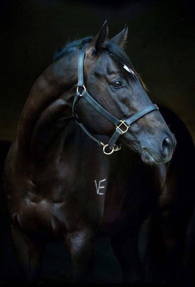 هيبة الخيل الاسود وجماله 🖤