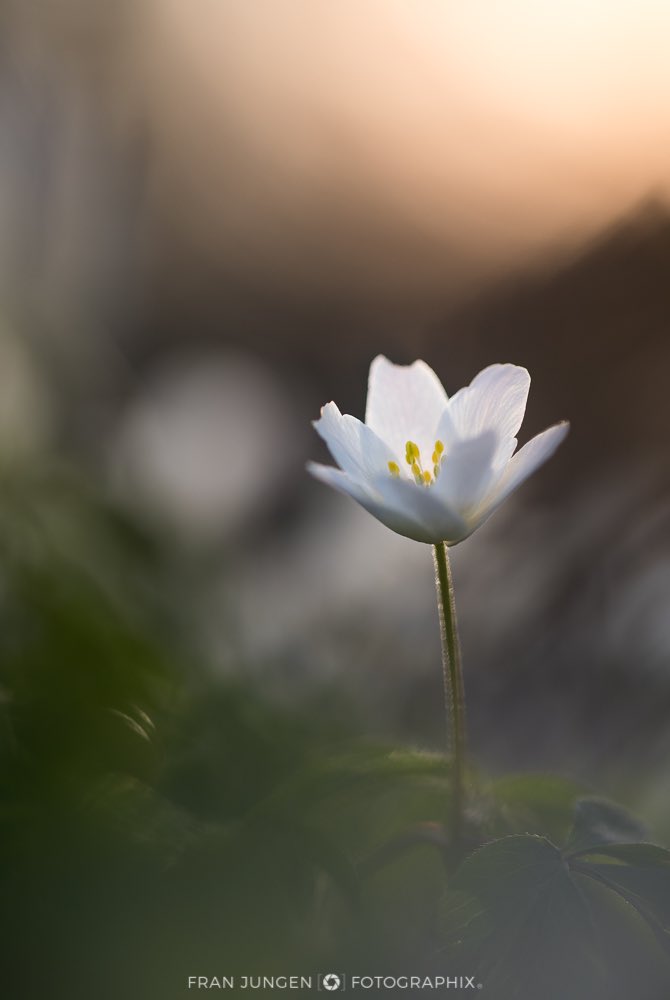 fotographix tweet media