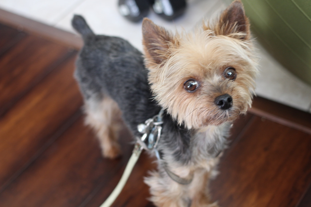 Dave Lee tweet media