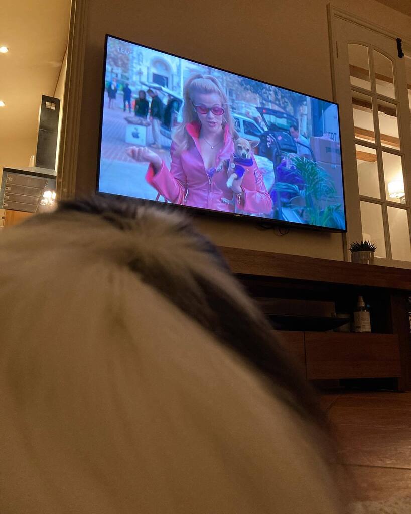 Hugosneezechin's tweet photo. Bruiser woods legally blond my hero https://t.co/A3p2nJNqkB