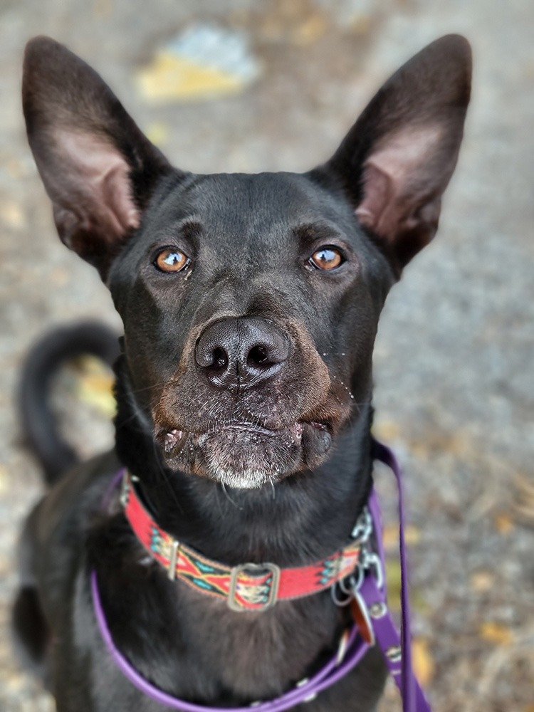 Simon says, adopt me! Simon is a ten-month-old Shepherd mix from Georgia. He’s looking forward to running around your backyard and being your new best friend!  For more information on this beautiful boy, email courtneys@animalleague.org #GetYourRescueOn #Adopt #G25748