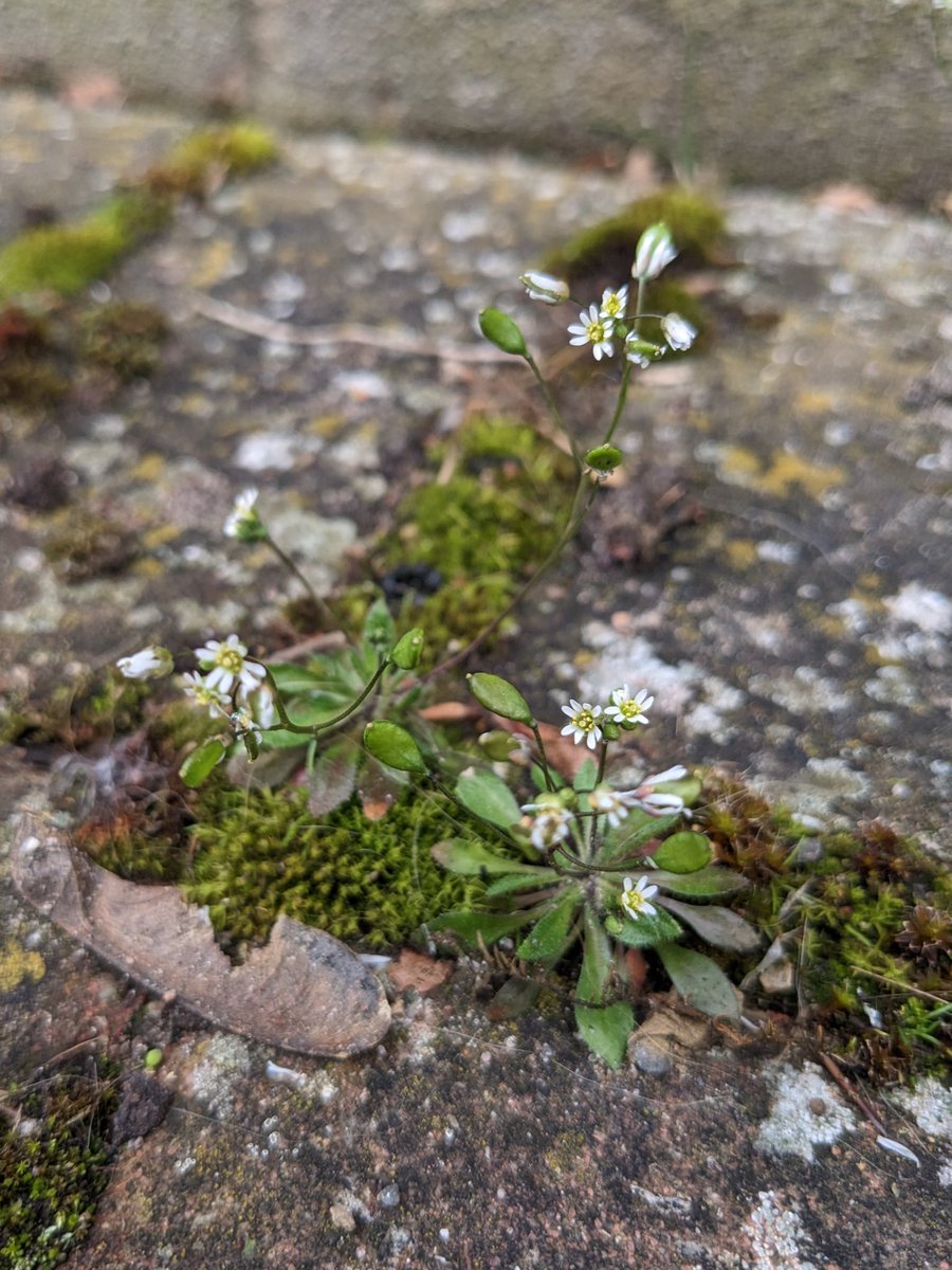 Hairy Bittercress, (Cardamine hirsuta) and Common Whitlowgrass, (Erophila Verna).
#wildflowerhour #signsofspring #whitebrassicas