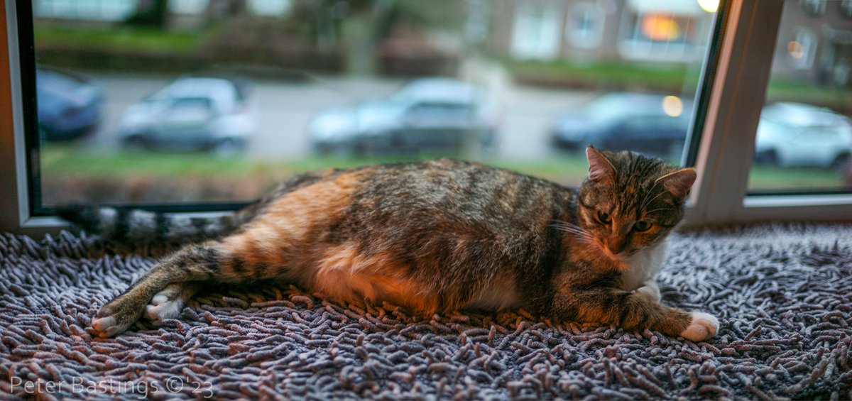 pbeter's tweet image. beetje zwanger