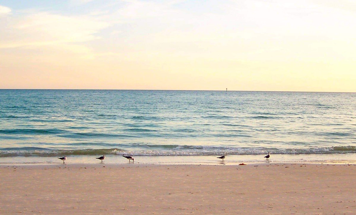 #Florida beauty shot of the day. Seagulls on #SiestaBeach.