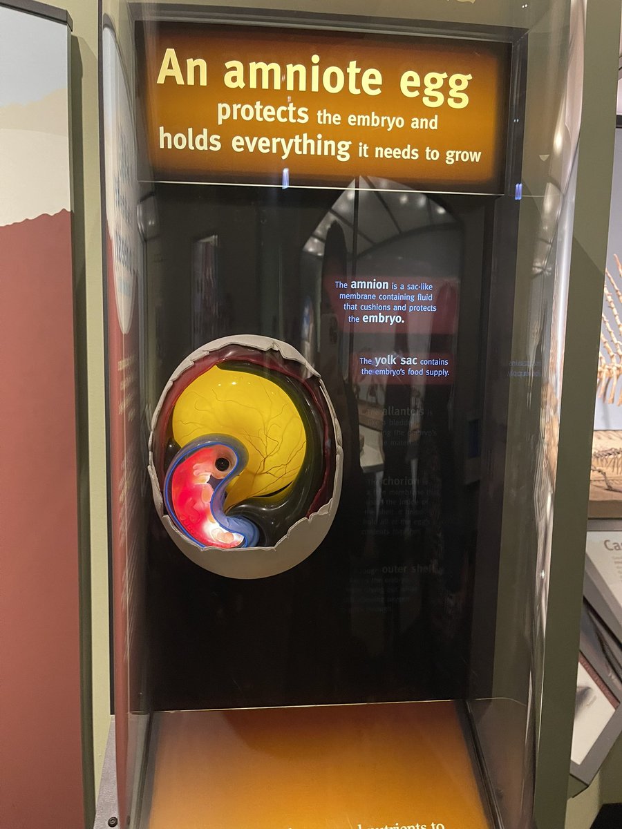 YexBio's tweet image. Egg fact: The egg came 248 million years before mammals and birds/reptiles.  A timeless and near universal food source 🥚🧫🍔🐣✅@FieldMuseum @CFIN_RCIA @Sunnybrook @cellagritech @cellagcanada @DrLenoreNewman @Feeding9Billion @creativedlab #CultivatedMeat #fbs