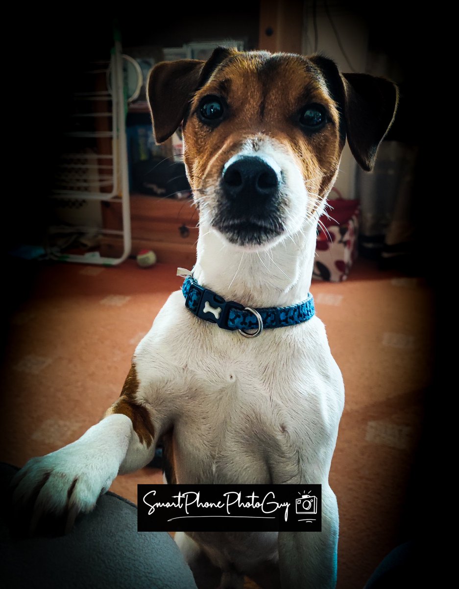JamesNPhoto's tweet photo. This guy....
#jackrussell #jackrussellterrier #jackrussellsofinstagram #jackrussellsofinstagram #animals #smartphonephotography #xiaomi11tpro #amateurphotography #amateurphotographer #amateurphoto #amateur #amateurphotos #naturephotography #landscapephotography #photography https://t.co/ato1C3OAnm