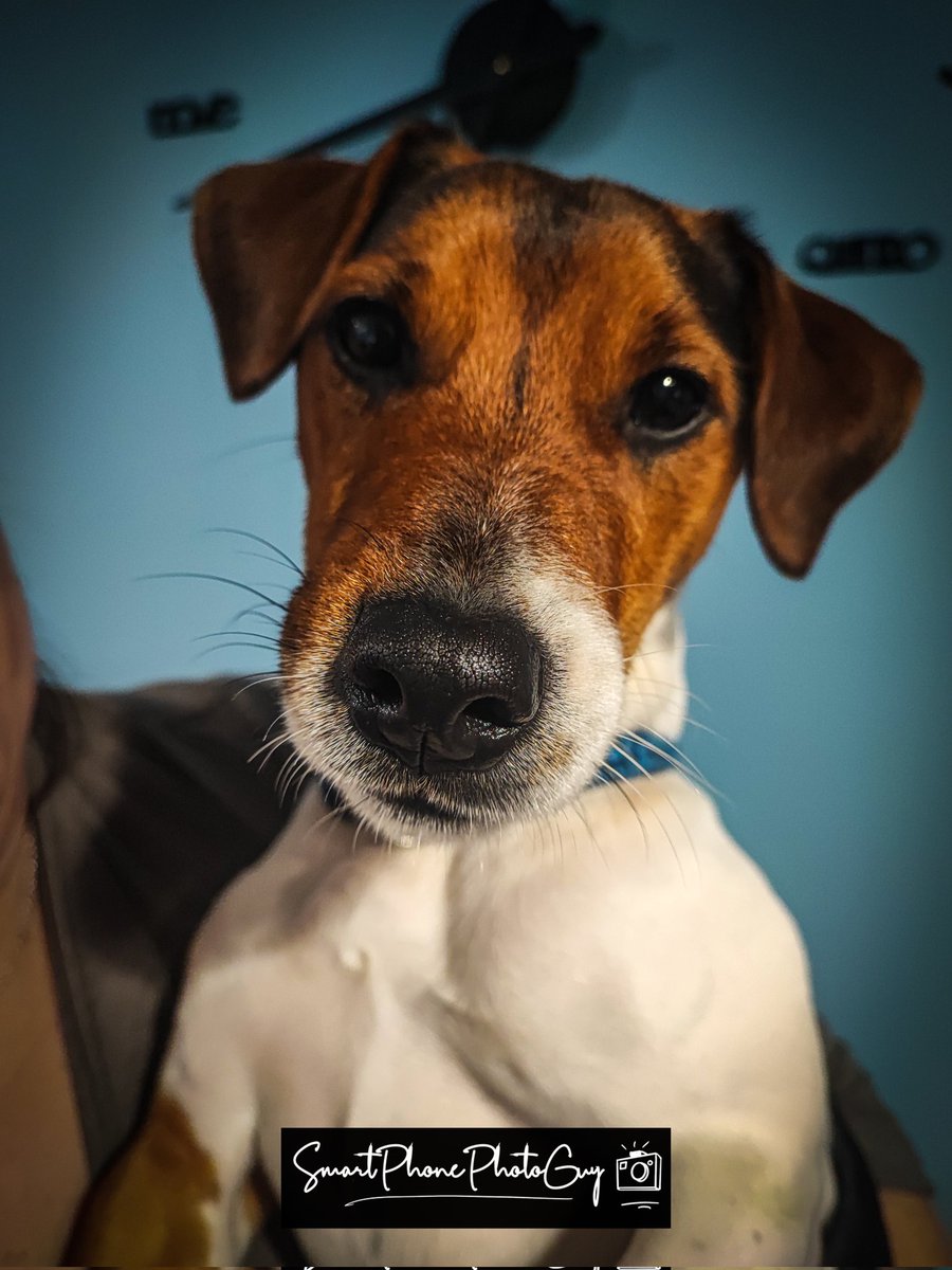 JamesNPhoto's tweet photo. This guy....
#jackrussell #jackrussellterrier #jackrussellsofinstagram #jackrussellsofinstagram #animals #smartphonephotography #xiaomi11tpro #amateurphotography #amateurphotographer #amateurphoto #amateur #amateurphotos #naturephotography #landscapephotography #photography https://t.co/ato1C3OAnm