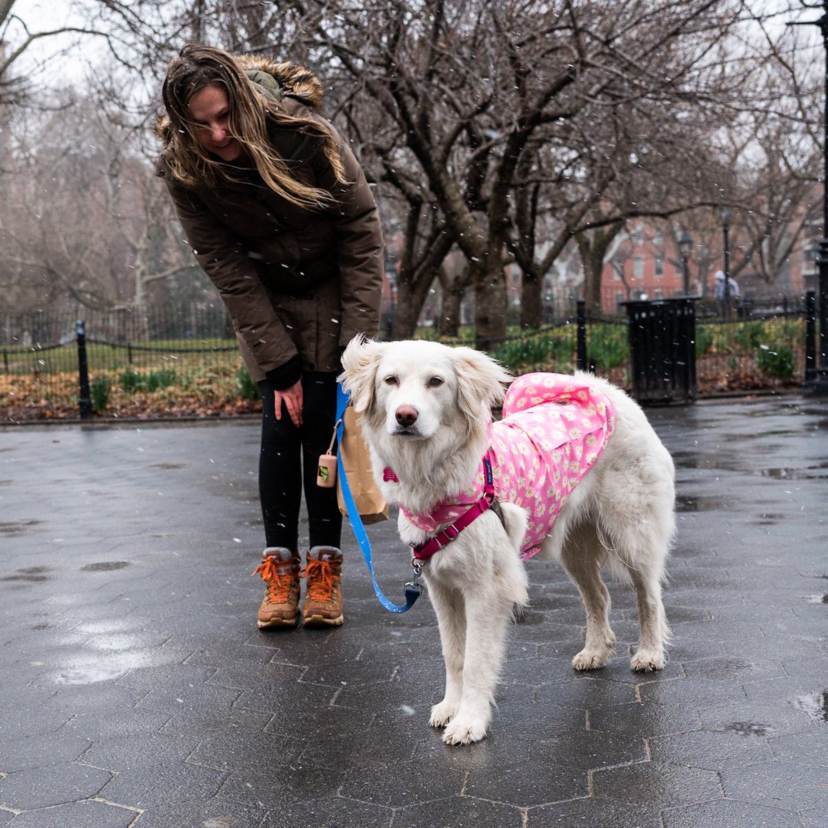 thedogist's tweet image. Georgia, Great Pyrenees/Labrador Retriever mix (3 y/o), Washington Square Park, New York, NY • “She’s a rescue from Kentucky – I’ve had her for five months. She’s very calm, and she loves going to pet stores. Loves to shop, loves to spend money.“