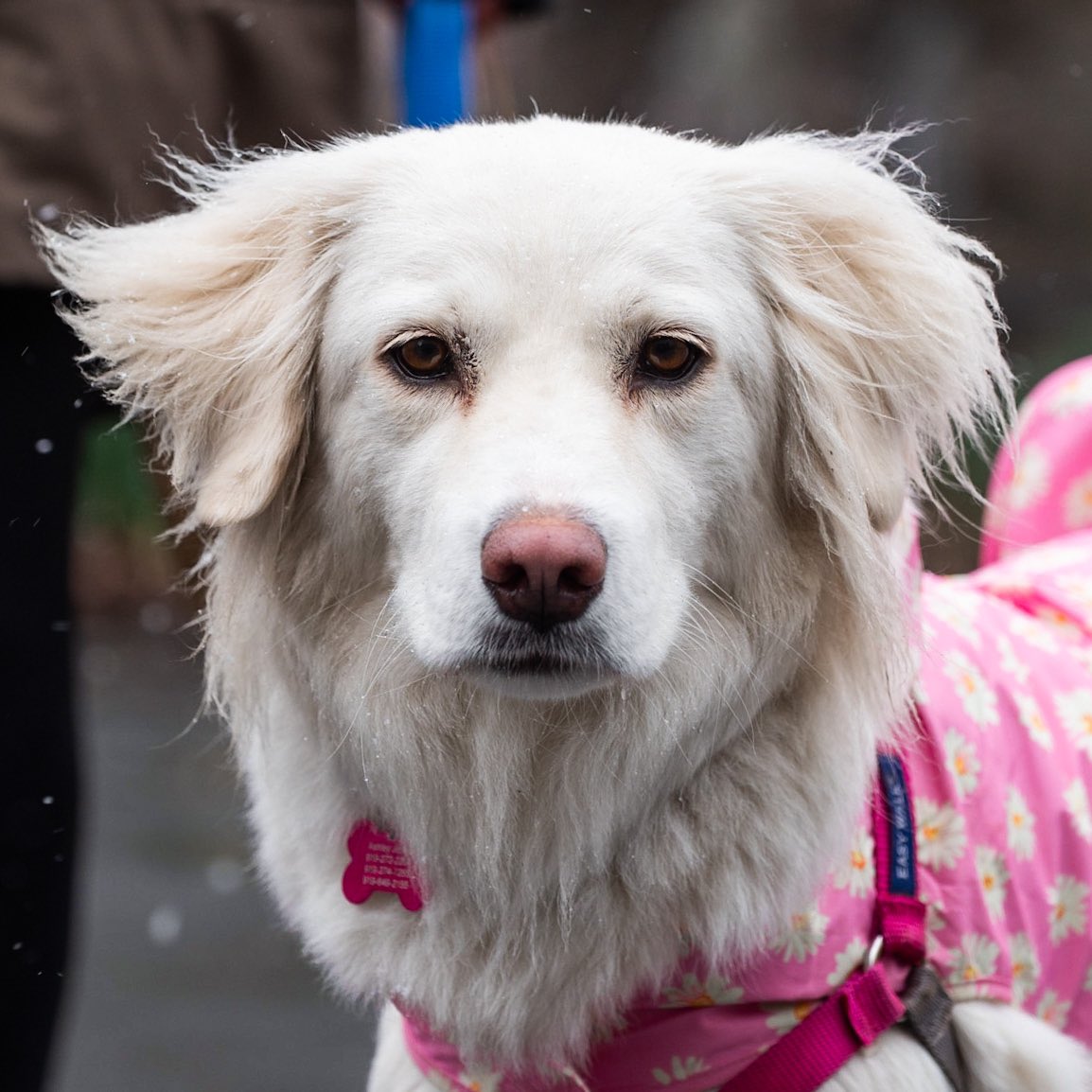 thedogist's tweet image. Georgia, Great Pyrenees/Labrador Retriever mix (3 y/o), Washington Square Park, New York, NY • “She’s a rescue from Kentucky – I’ve had her for five months. She’s very calm, and she loves going to pet stores. Loves to shop, loves to spend money.“