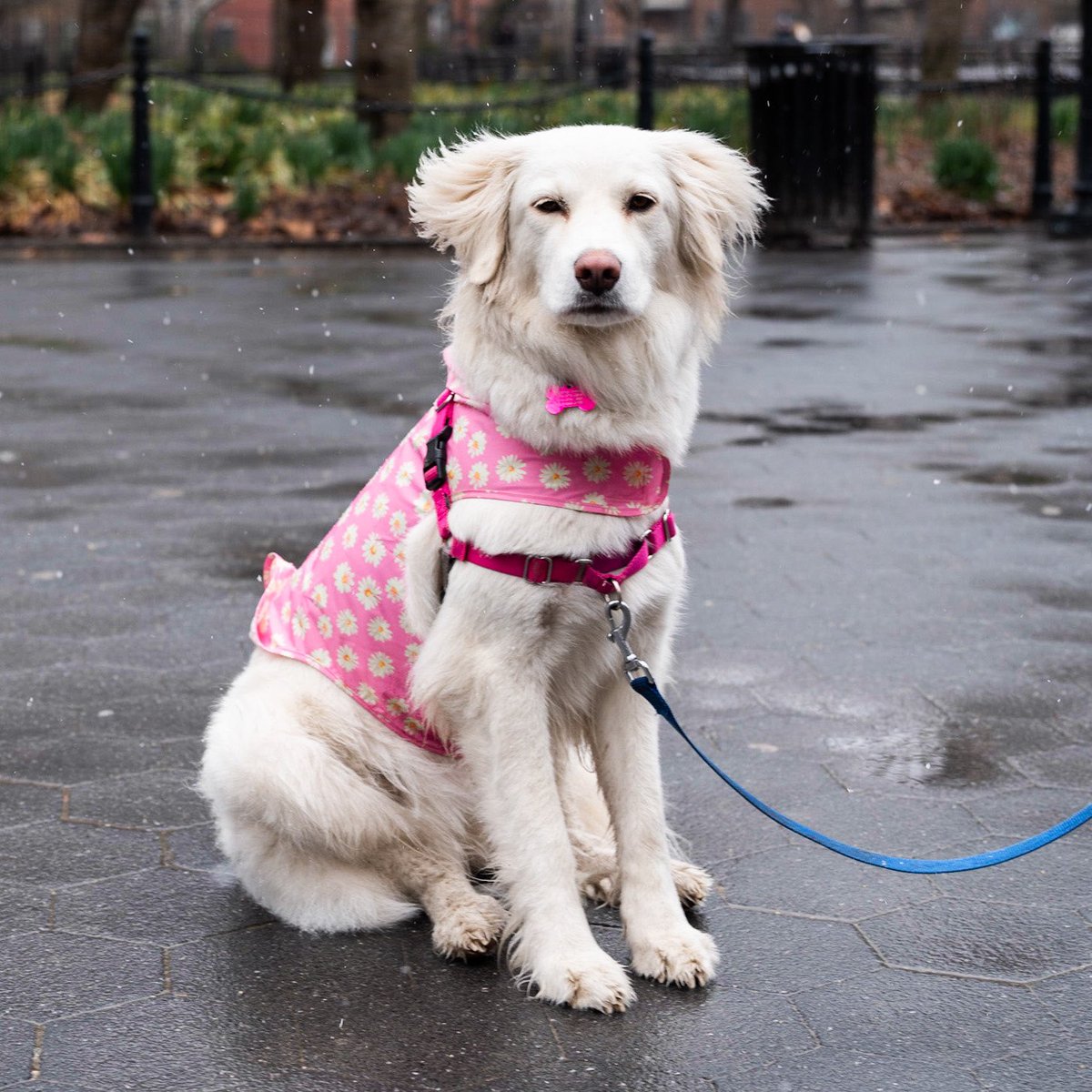 thedogist's tweet image. Georgia, Great Pyrenees/Labrador Retriever mix (3 y/o), Washington Square Park, New York, NY • “She’s a rescue from Kentucky – I’ve had her for five months. She’s very calm, and she loves going to pet stores. Loves to shop, loves to spend money.“