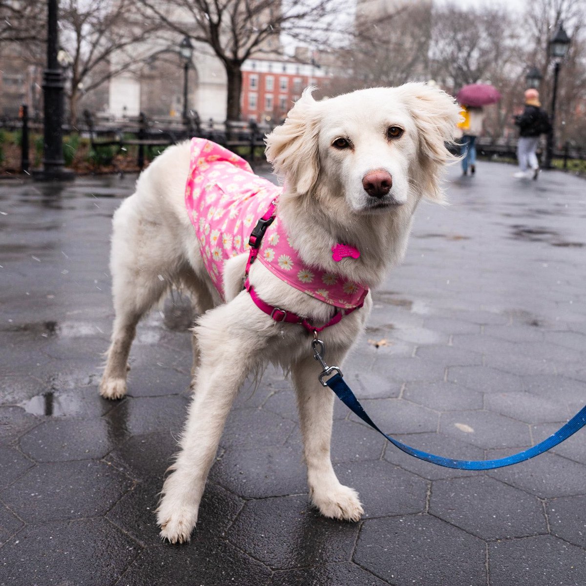 thedogist's tweet image. Georgia, Great Pyrenees/Labrador Retriever mix (3 y/o), Washington Square Park, New York, NY • “She’s a rescue from Kentucky – I’ve had her for five months. She’s very calm, and she loves going to pet stores. Loves to shop, loves to spend money.“