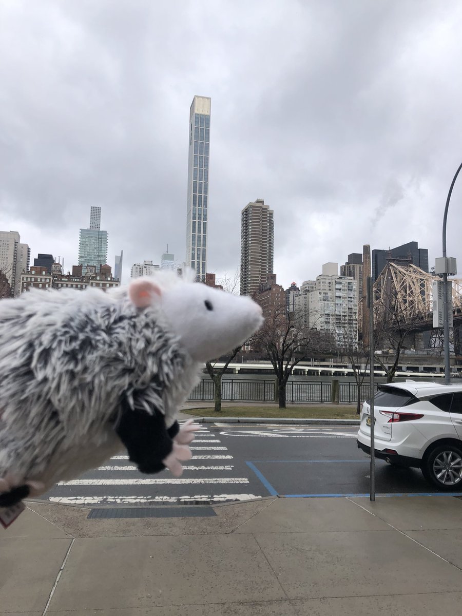ek8terina's tweet photo. Douglas Oliver [opossum] and I went on several visit days and are super excited to start my PhD with @DrMetaxa @CIS_Penn 🥳🤗🤗🥳🤠🐀 yaaay https://t.co/Th0RSUQSn1