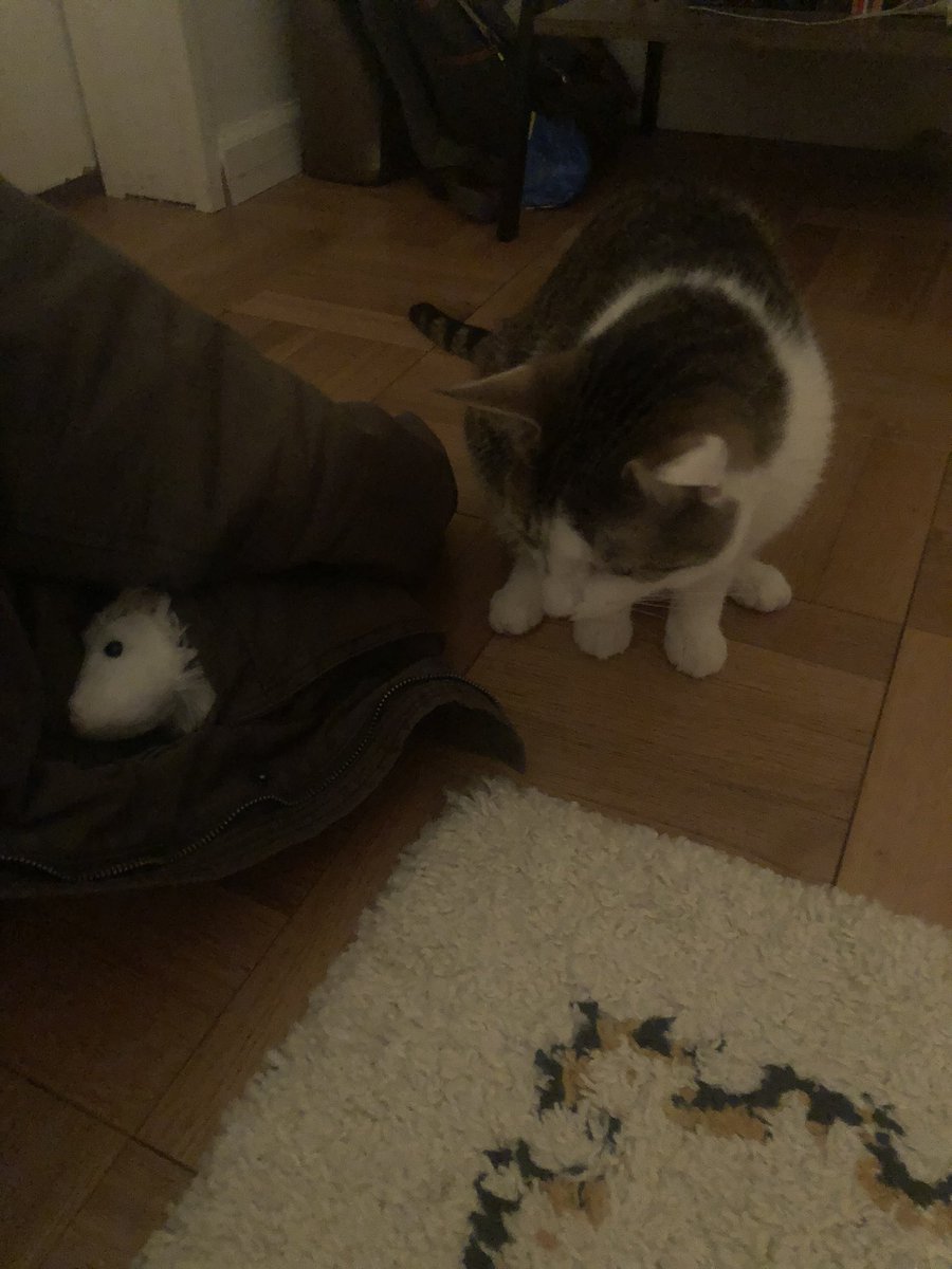 ek8terina's tweet photo. Douglas Oliver [opossum] and I went on several visit days and are super excited to start my PhD with @DrMetaxa @CIS_Penn 🥳🤗🤗🥳🤠🐀 yaaay https://t.co/Th0RSUQSn1
