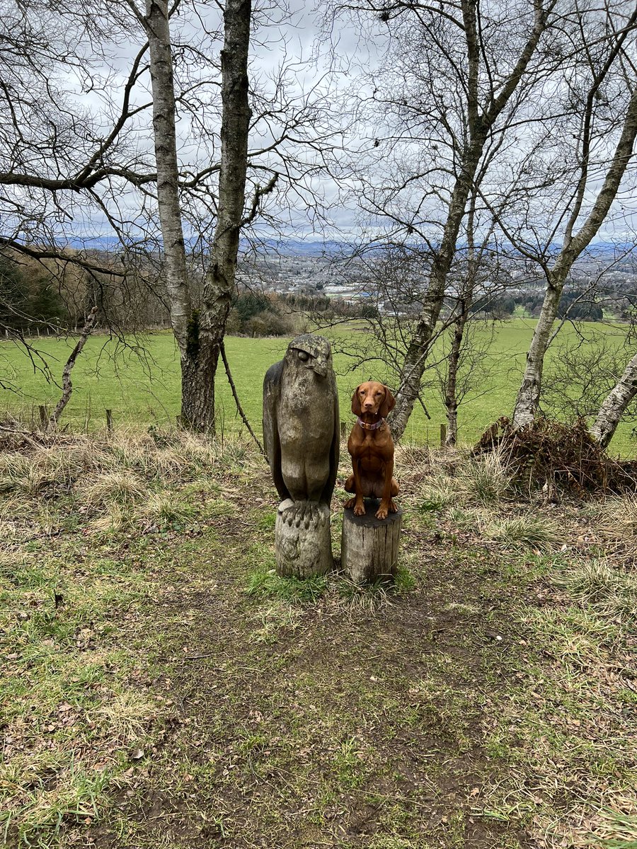 porter1482's tweet photo. Great Sunday walk with Penny today #vizsla #dogwalk https://t.co/g1NODXoVWy
