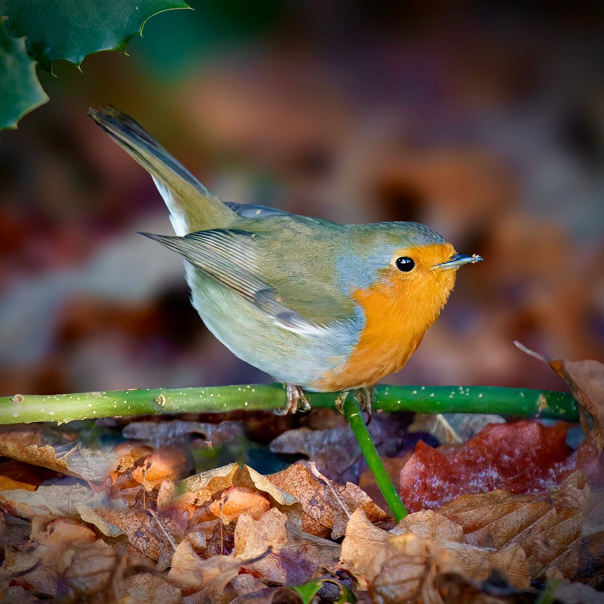 Hello cutie!🧡
#roodborst #roodborstje #europeanrobin #robin #wood #sunrise #birds #bird #natureshots #naturephotographer #natureshot #natuurbeleving #natuurfotograaf #inspiratie #inspiration #nothingisordinary #naturebeauty #beautifulnature