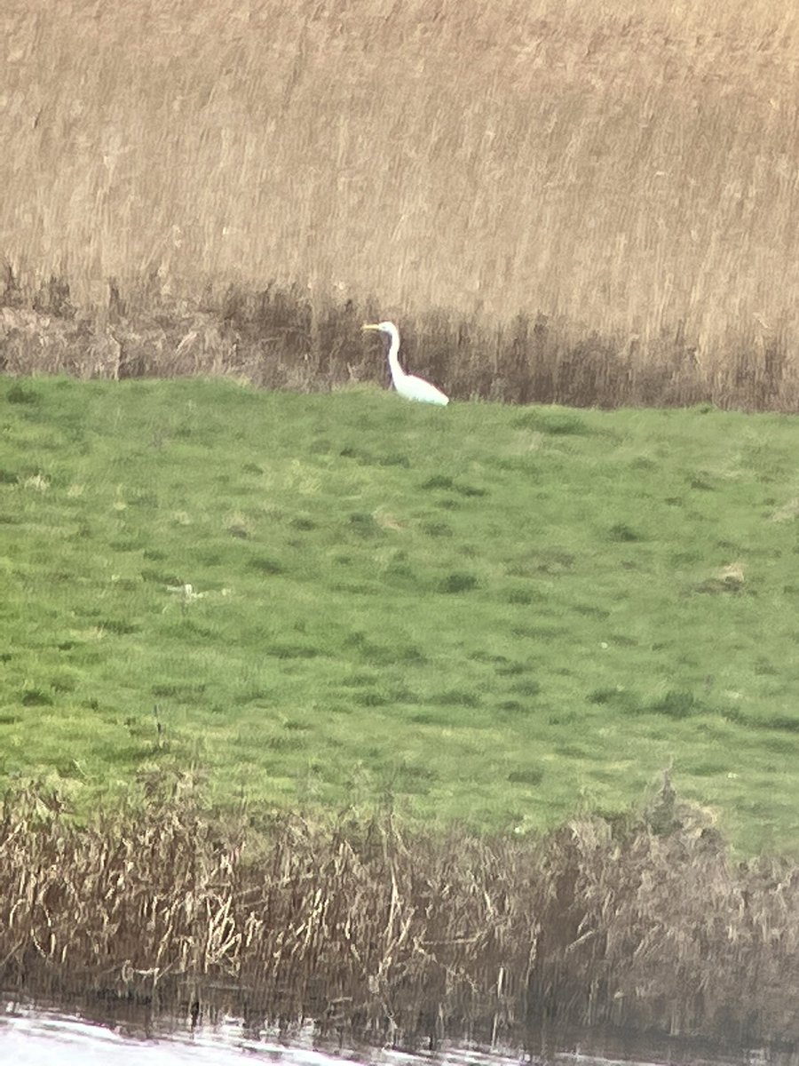 cianbirder's tweet photo. Went to twitch 3 Alpine swifts on Bray head and ended up picking up a flock of 9 together, enjoyed by many birders present! Co, Wicklow. Also saw the great white egret at Kilcoole marsh early afternoon that was found by @noeljkeogh #birdfinding #influx #Irishbirding @BirdGuides https://t.co/fjyZotxMbp