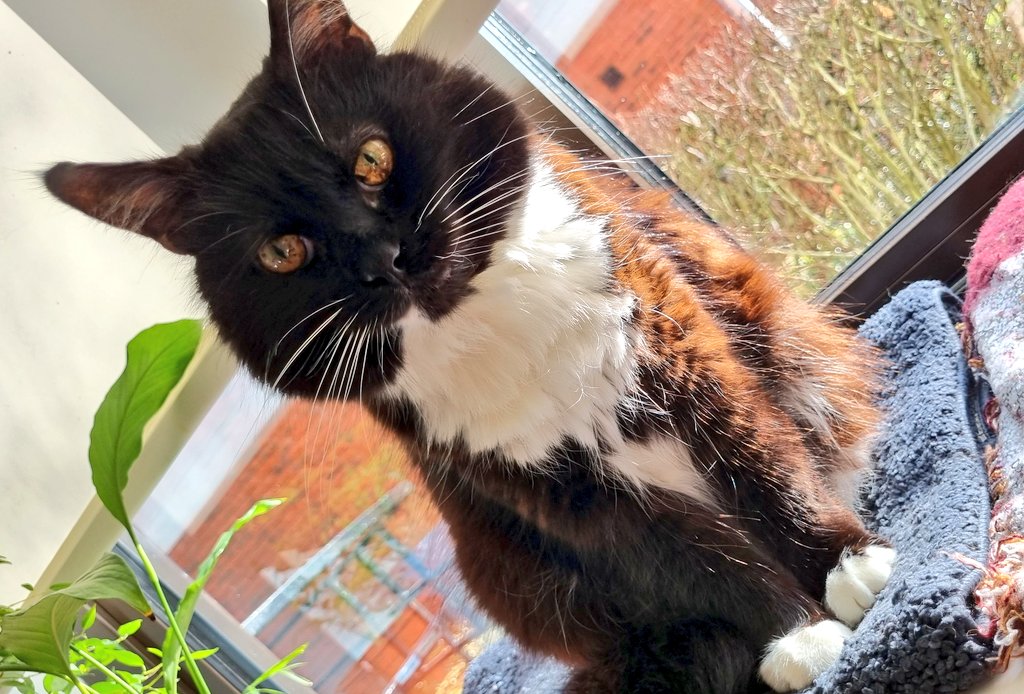 LeonTheProfTT's tweet photo. Floof love 😻 https://t.co/MrDaxRXBnc