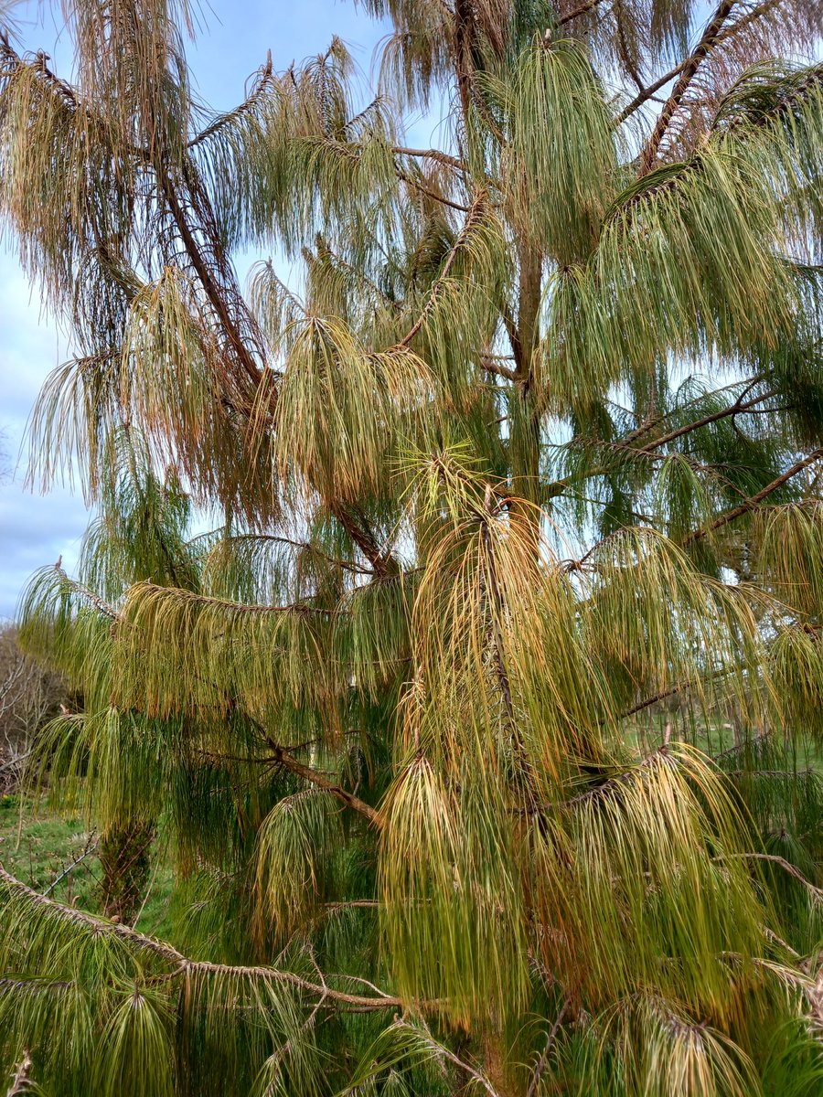 BerringtonBear's tweet photo. Not sure about my pinus patula. The effects of the cold weather in December (below minus 10c here in Herefordshire) are only just becoming evident. I'll keep my fingers crossed. @GWandShows @tamsinwesthorpe @TobyBuckland https://t.co/UlqIwt6yRH
