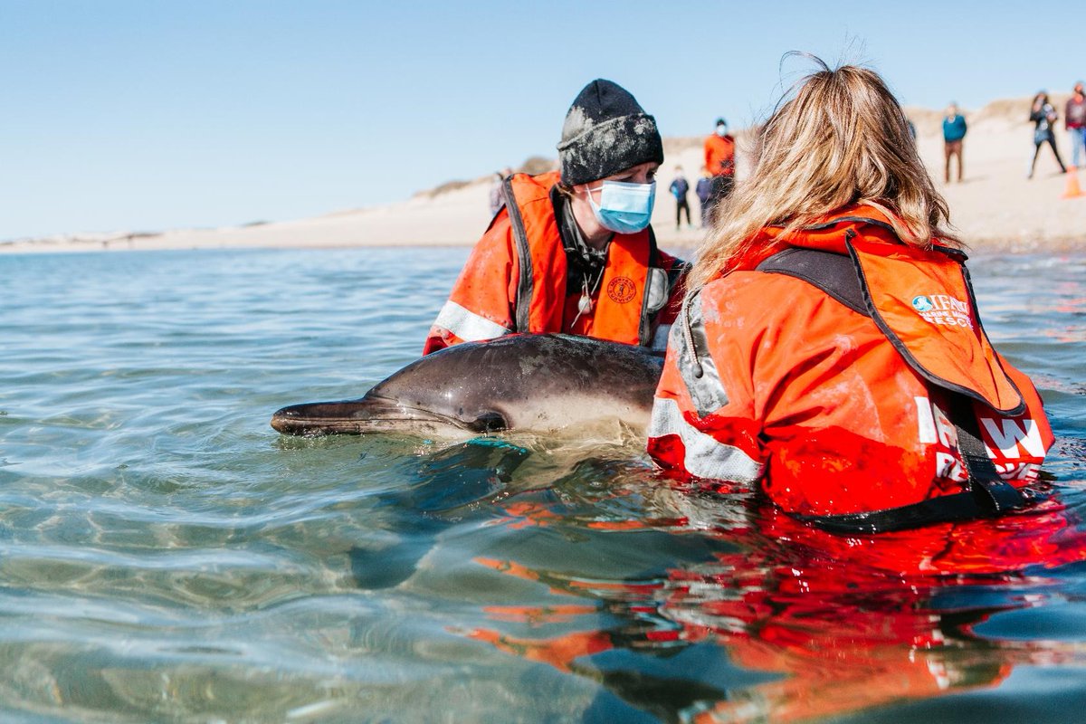 NOAAFish_GARFO's tweet image. If you see an injured or stranded dolphin, porpoise, whale, seal, or sea turtle, contact your local stranding network. Do not try to “rescue” the animal yourself! Call our hotline 866-755-6622 so trained responders can help! Info ow.ly/3TQu50NkEJS Credit: Andrea Spence/IFAW