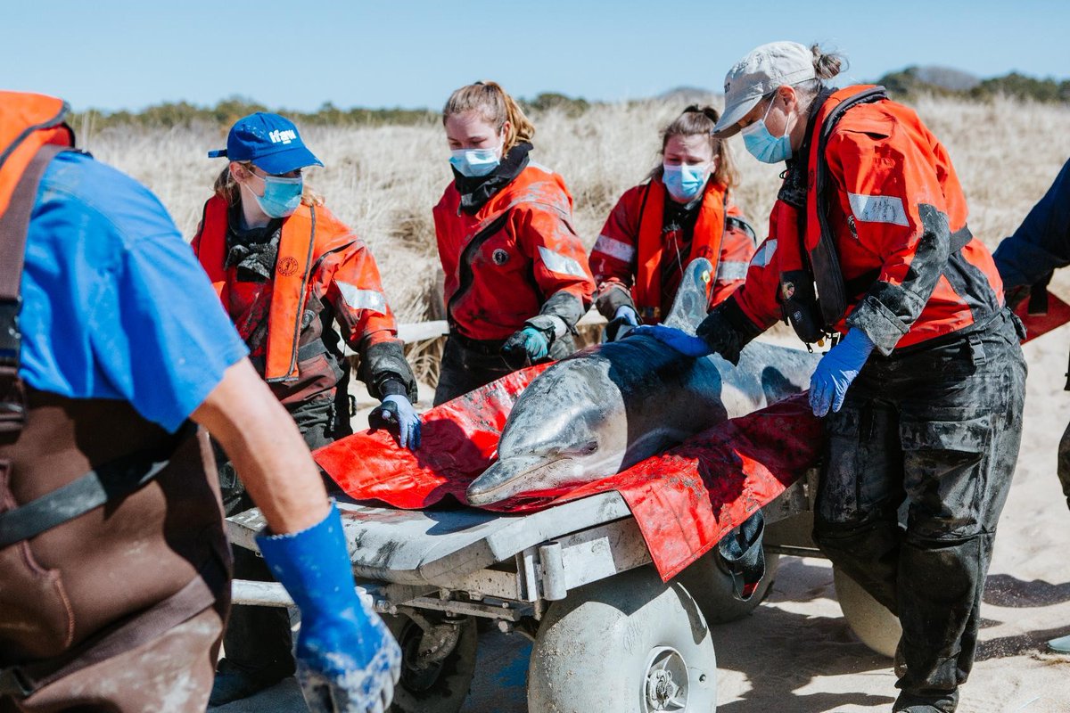 NOAAFish_GARFO's tweet image. If you see an injured or stranded dolphin, porpoise, whale, seal, or sea turtle, contact your local stranding network. Do not try to “rescue” the animal yourself! Call our hotline 866-755-6622 so trained responders can help! Info ow.ly/3TQu50NkEJS Credit: Andrea Spence/IFAW