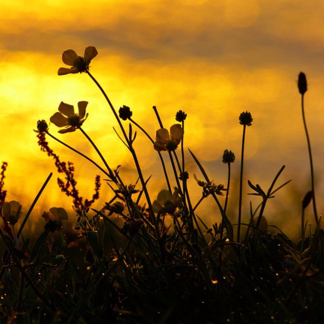 Since the '30s the UK has lost 97% of its native wildflowers. 
A simple planter or pot filled with wildflowers can help endangered pollinators forage for nectar and pollen.
www,seedball.co.uk