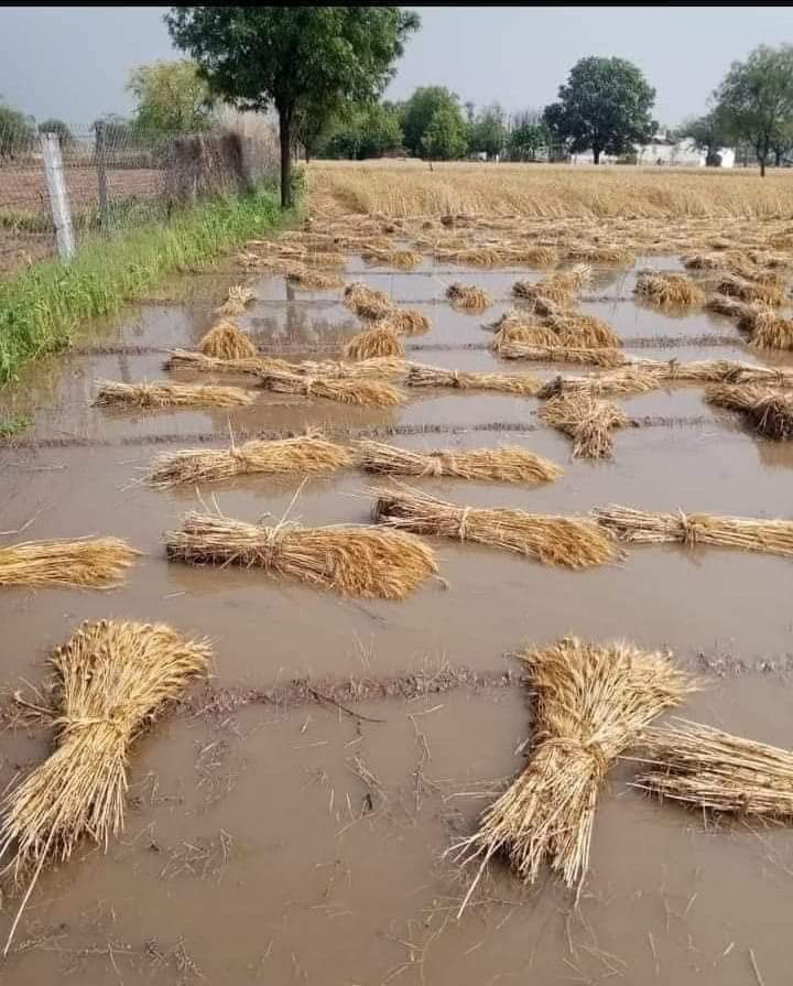 कौन कहता कि मेहनत करने वालों की कभी हार नहीं होती कभी #किसान से पूछ कर देखो।

इनकी मेहनत में तो कोई कमी नहीं थी
<a href="/rpbreakingnews/">Rajasthan Patrika</a>
<a href="/DainikBhaskar/">Dainik Bhaskar</a>