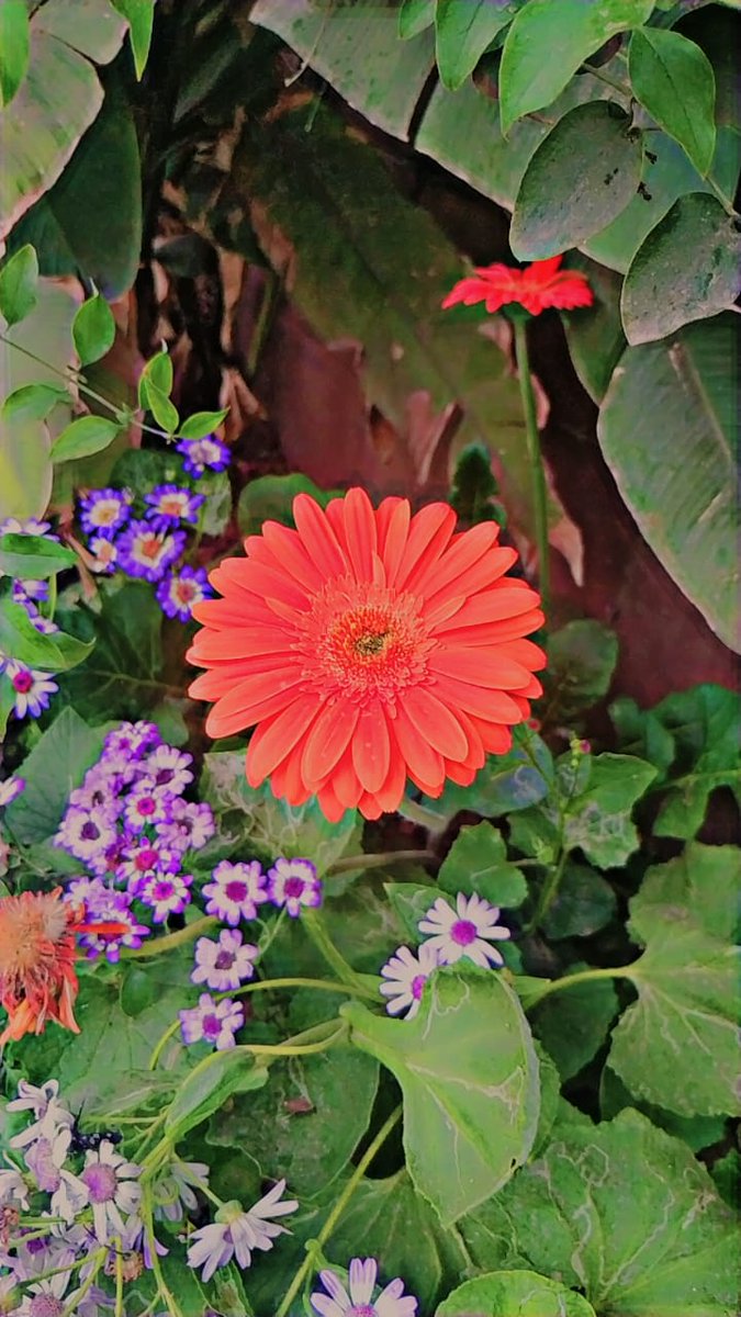 Not_AnkitG's tweet photo. Abdul Kalam's Kindness and Down-to-Earth Personality: A Heartwarming Event 
         I went to Amrit Udyan today and was struck by the beauty of the flowers. The colours were incredibly vibrant, and the scent was enticing. What happened next https://t.co/60gXoYqV66