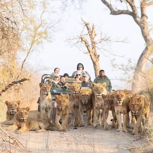elize_roets's tweet photo. The Black dam pride and the 6 black dam males are on this photo, when they were young sub adults and were still together with the pride . Credit - Rudi Hulshof   #wildearth https://t.co/abyUHij95Q