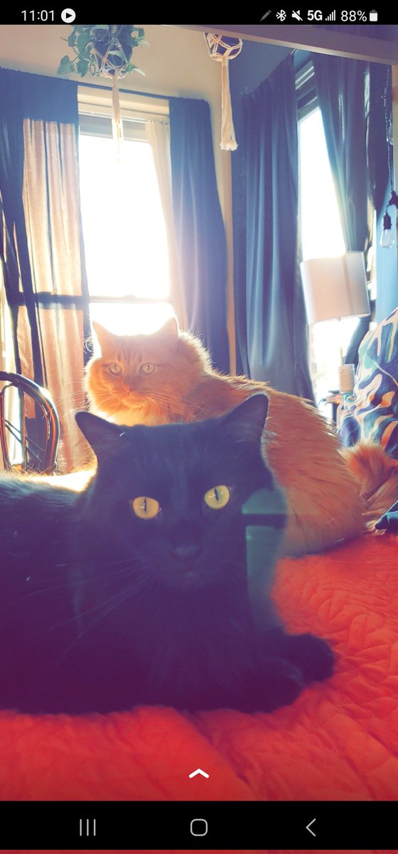 _dominiqtrix13's tweet photo. #GMMReadyPetGo #readypetgo @Mythical meet the twins Notorious C.A.T and Tupac Shapurr. https://t.co/HMu8HobjFZ