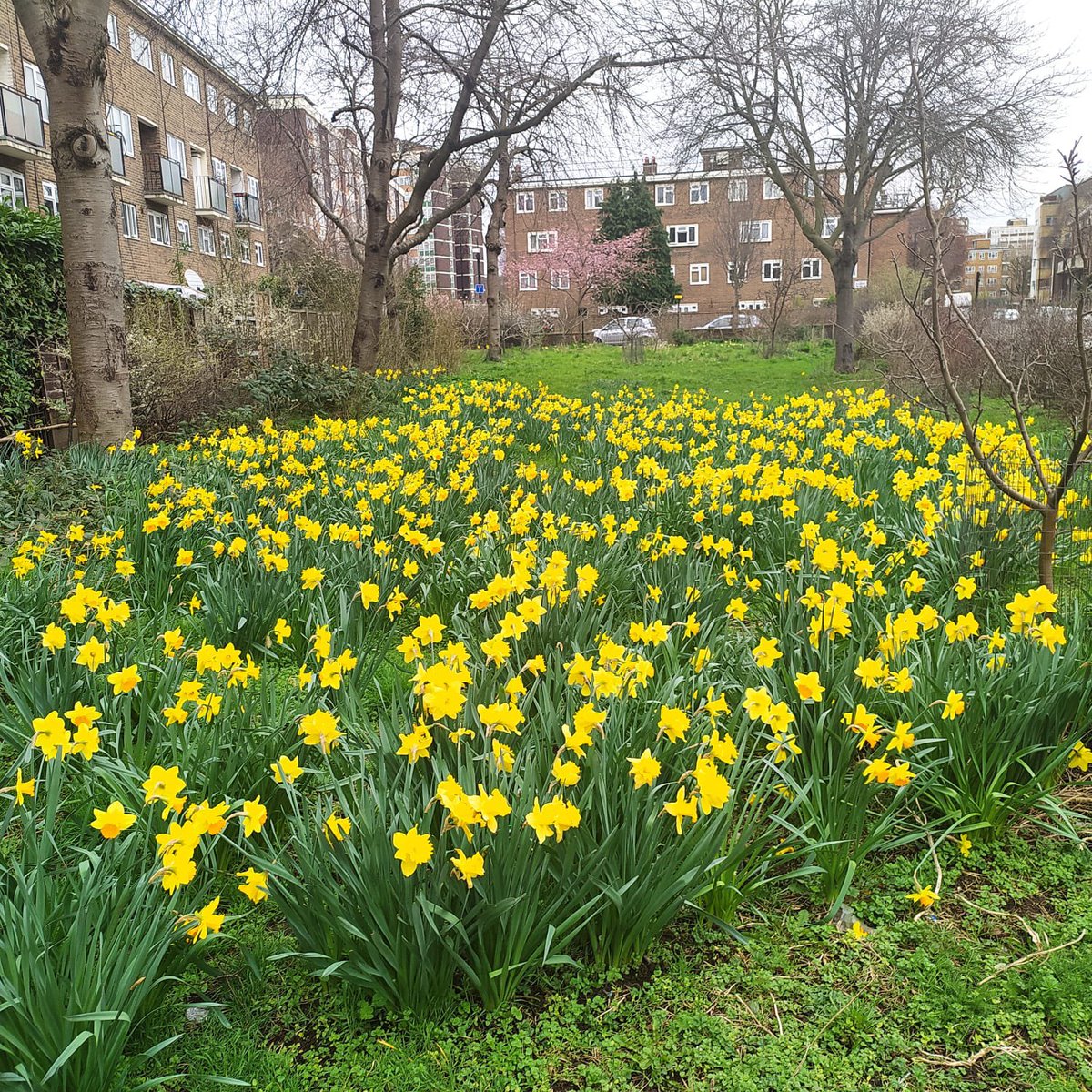 Daffodils are in their prime at the orchard, and their scent is filling the air. Worth a visit if you’re passing! #daffodils #communityorchard #hackney