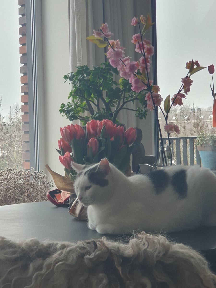 kaatjehotemetoo's tweet photo. NIET op de tafel!! #rotkat
Hoezo niet? Wat is er dan? #beest #zucht https://t.co/gHGTvU4ISi