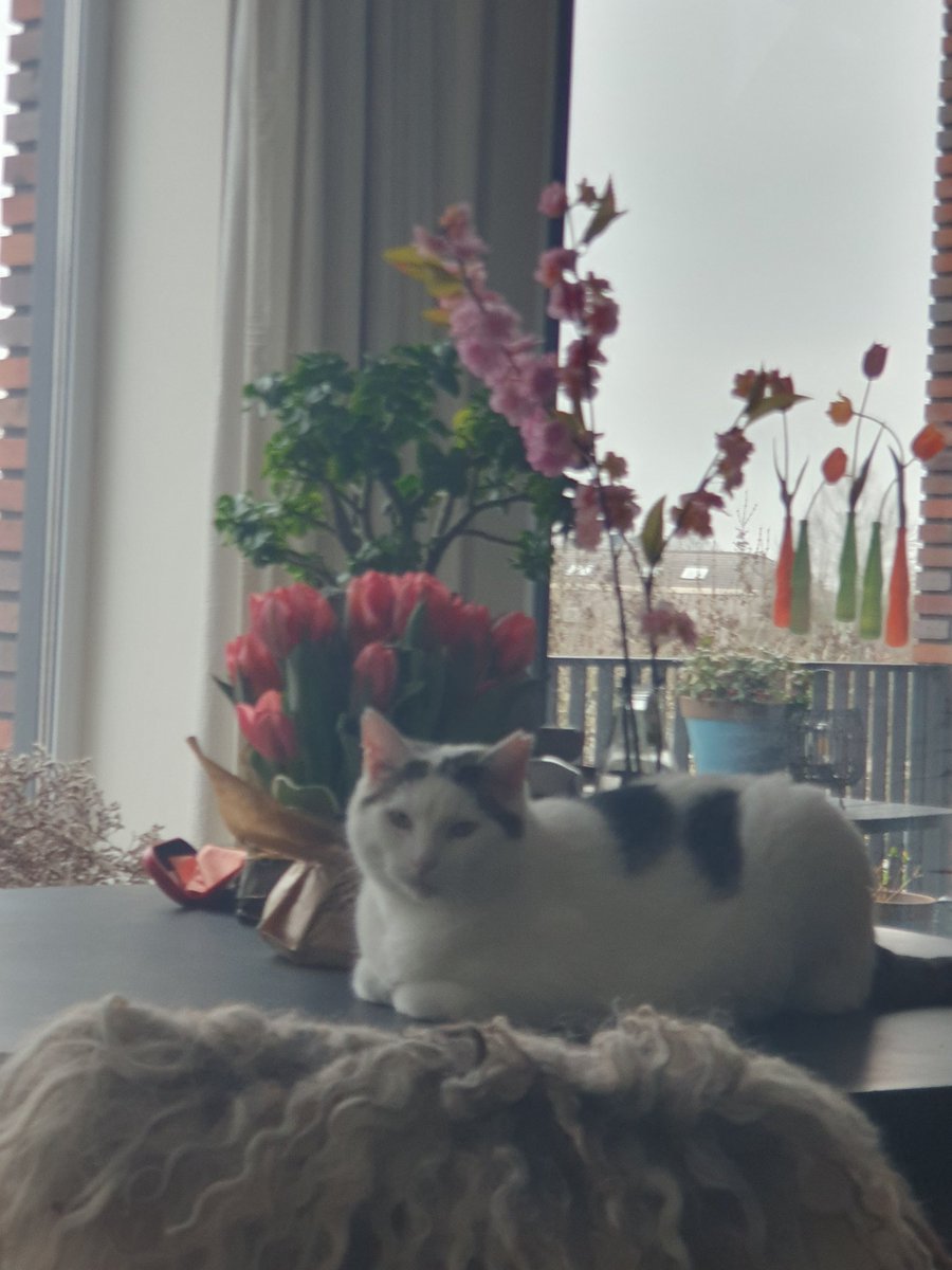 kaatjehotemetoo's tweet photo. NIET op de tafel!! #rotkat
Hoezo niet? Wat is er dan? #beest #zucht https://t.co/gHGTvU4ISi