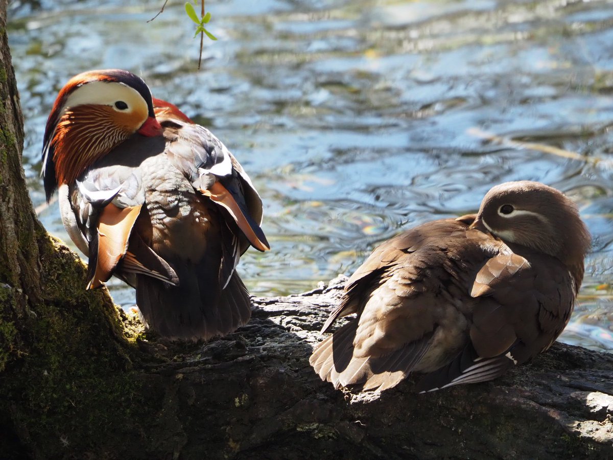 fabrega_sonia's tweet photo. Parella d'ànecs mandarins (Aix galericulata) avui a l'estany de Banyoles.
@birdcatalunya @sales_sergi @MariusDomingo2 @GGarriguenc https://t.co/E1I6mlJqrT