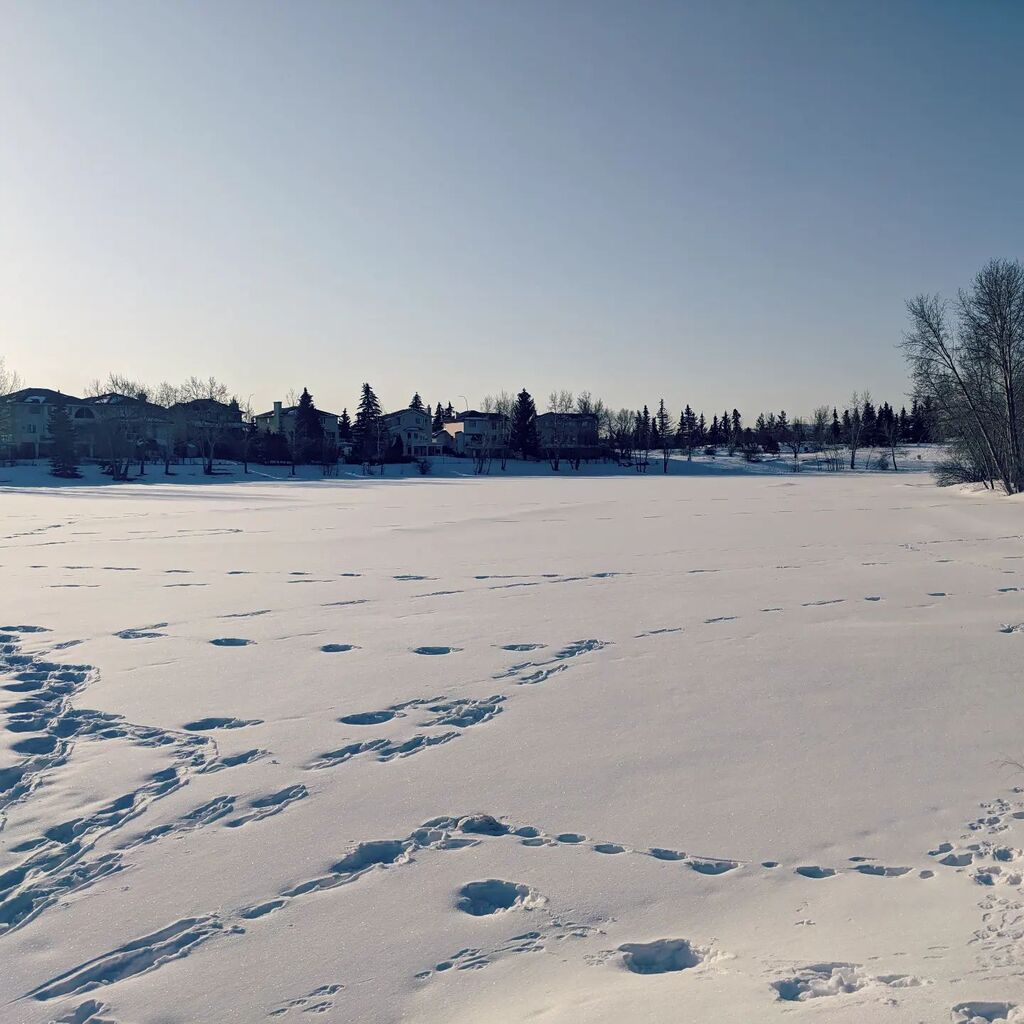 JayWll's tweet photo. It's a beautiful day for a #Weekend #Morning #BigBigWalk with @lucy.t.doodle! Our favourite neighborhood pond is still frozen over and it's weird to think that's the only way Lucy knows it. It makes for a nice obligatory landscape pic though 🐾🐕📸 https://t.co/gXOdwCcOBe https://t.co/xl7Wgus6JX