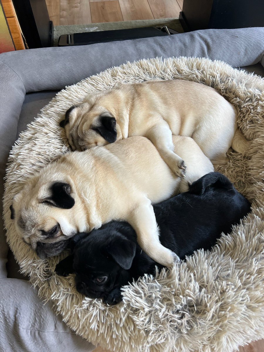 SF_Griff's tweet photo. It is that kind of day. Total Pug love.  #puglove #pugpack https://t.co/uWR3LyDlCc