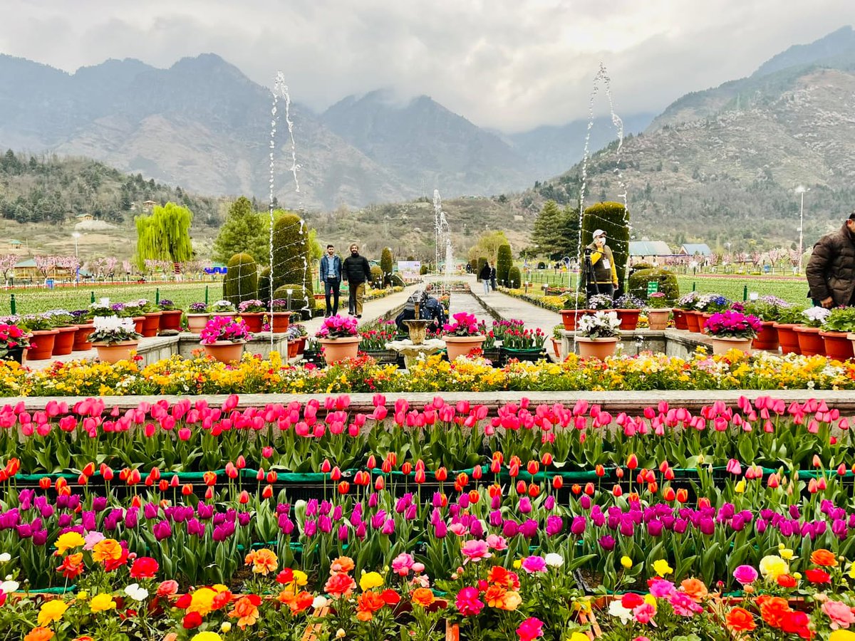 Opening ceremony of Asia's largest tulip Garden by the hands of #Ltgovernor @manojsinha_ at #Srinagar nearly 14 lakes of tulips bloom there ,it will  boosts #tourism in #kashmir .
#464646
#tulips 
#kashmirapardeshi 
#Tourist_Attractions 
@jktourism 
@Baramulla46 
@indiantourism