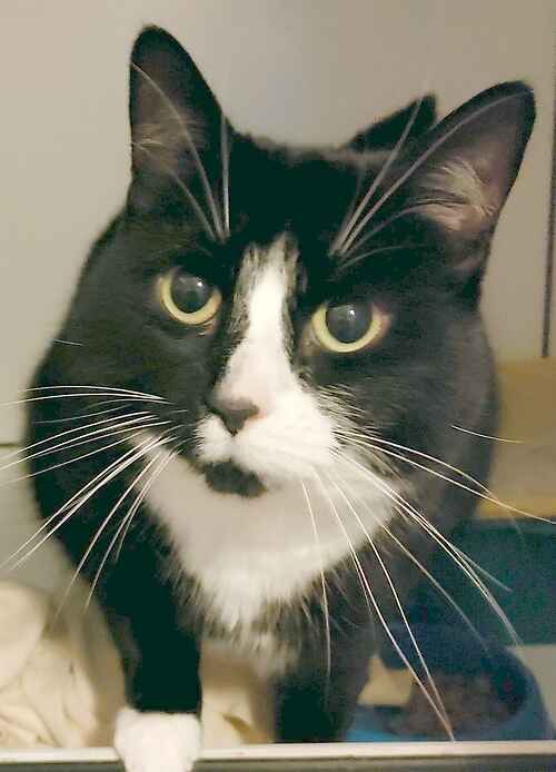 AdoptionsUk's tweet photo. Please retweet, could you offer a cat a foster or forever  home ? #UK 

Please contact your local registered charities or check
👇
https://t.co/FrCoXK7eLn 
https://t.co/jrk1HDYjyl
https://t.co/8MzOTkXY14

#cats #pets #AdoptDontShop https://t.co/1Mj4KmY6GR
